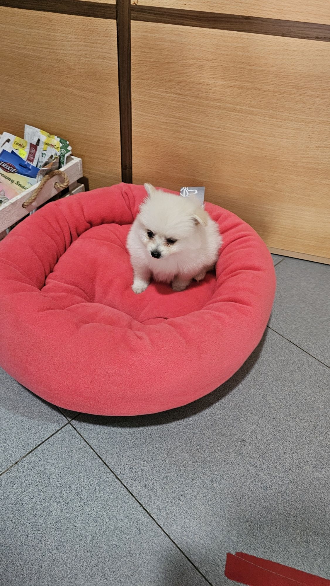 Lulu pomerânia fêmea