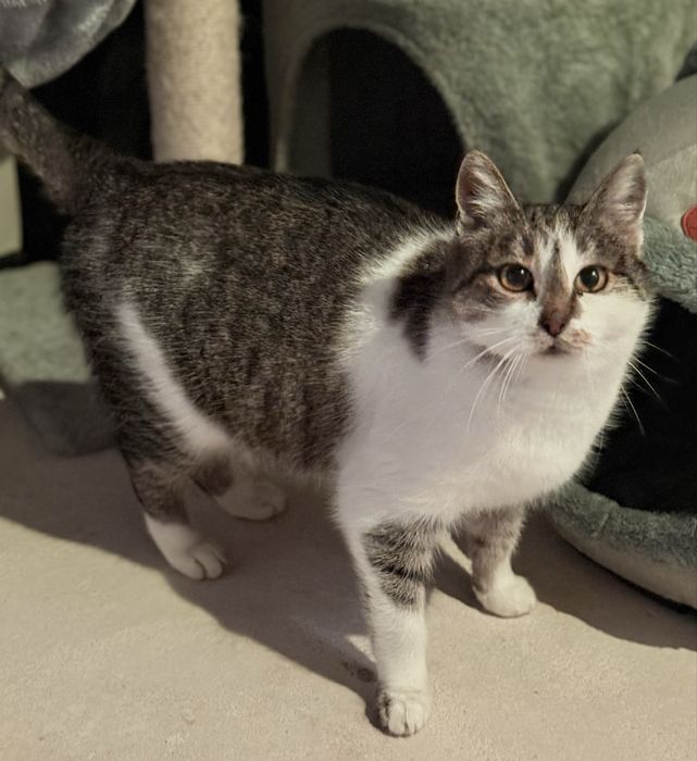 Słodka Śliwka szuka domu