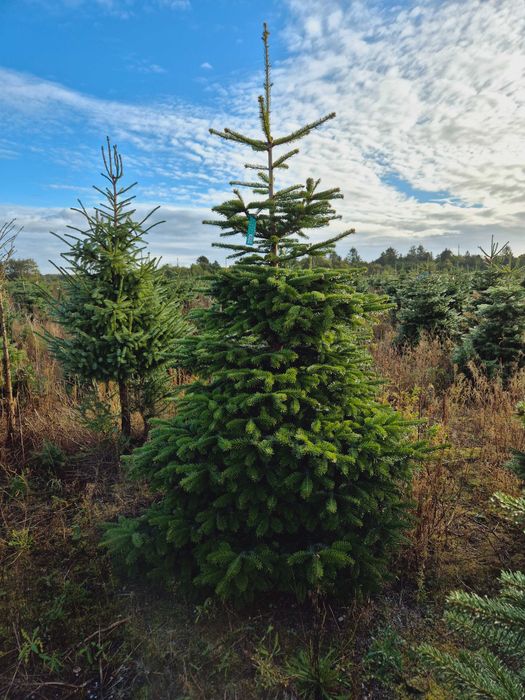 Jodła Kaukaska Cięta 250-300 cm lub w donicy 100-180 cm/ TuChoinki.pl