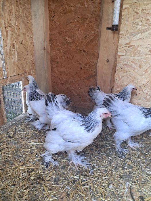 Hamburgi Ayam Cemani