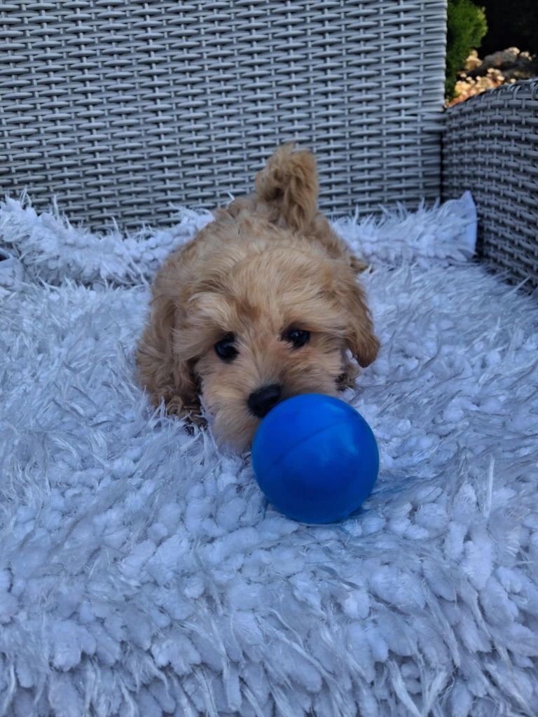 Śliczny Piesek Maltipoo