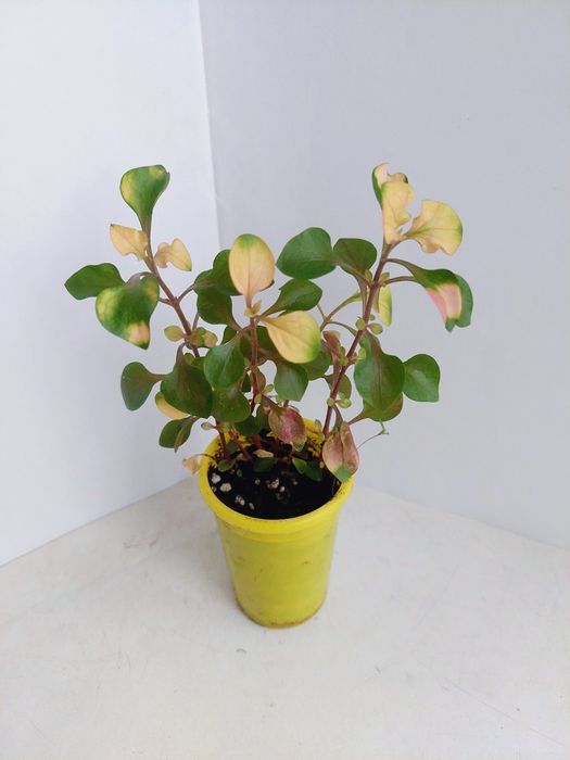 Цветы  комнатные