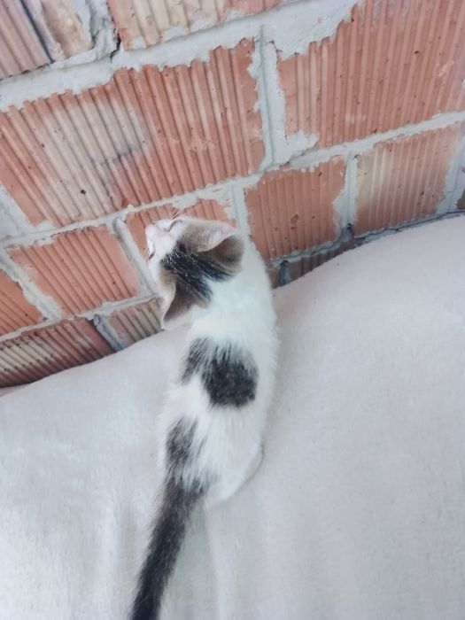 Отдам кошечек 2 мес