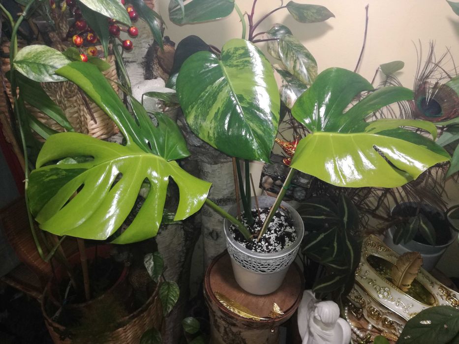 Monstera Green on Green Variegata mint philodendron big form