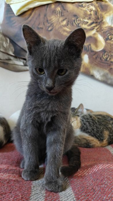 Продаються кошенята