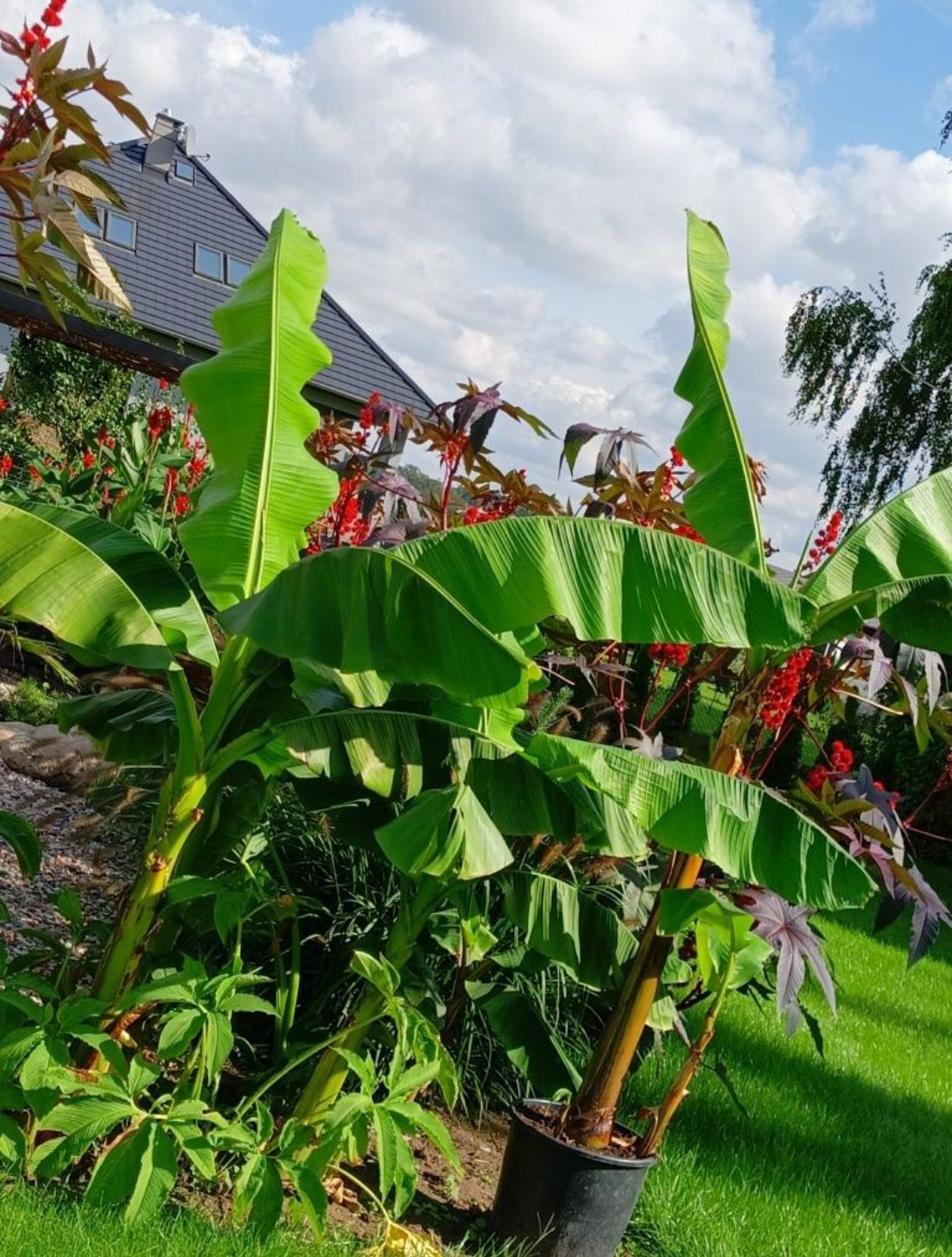 Banan Musa basjoo