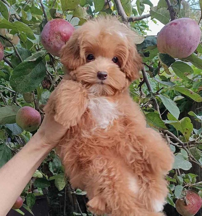 Супер ошпт6а Teddy bear дівчинка дизайн породи Пом-а-пу. Киянка