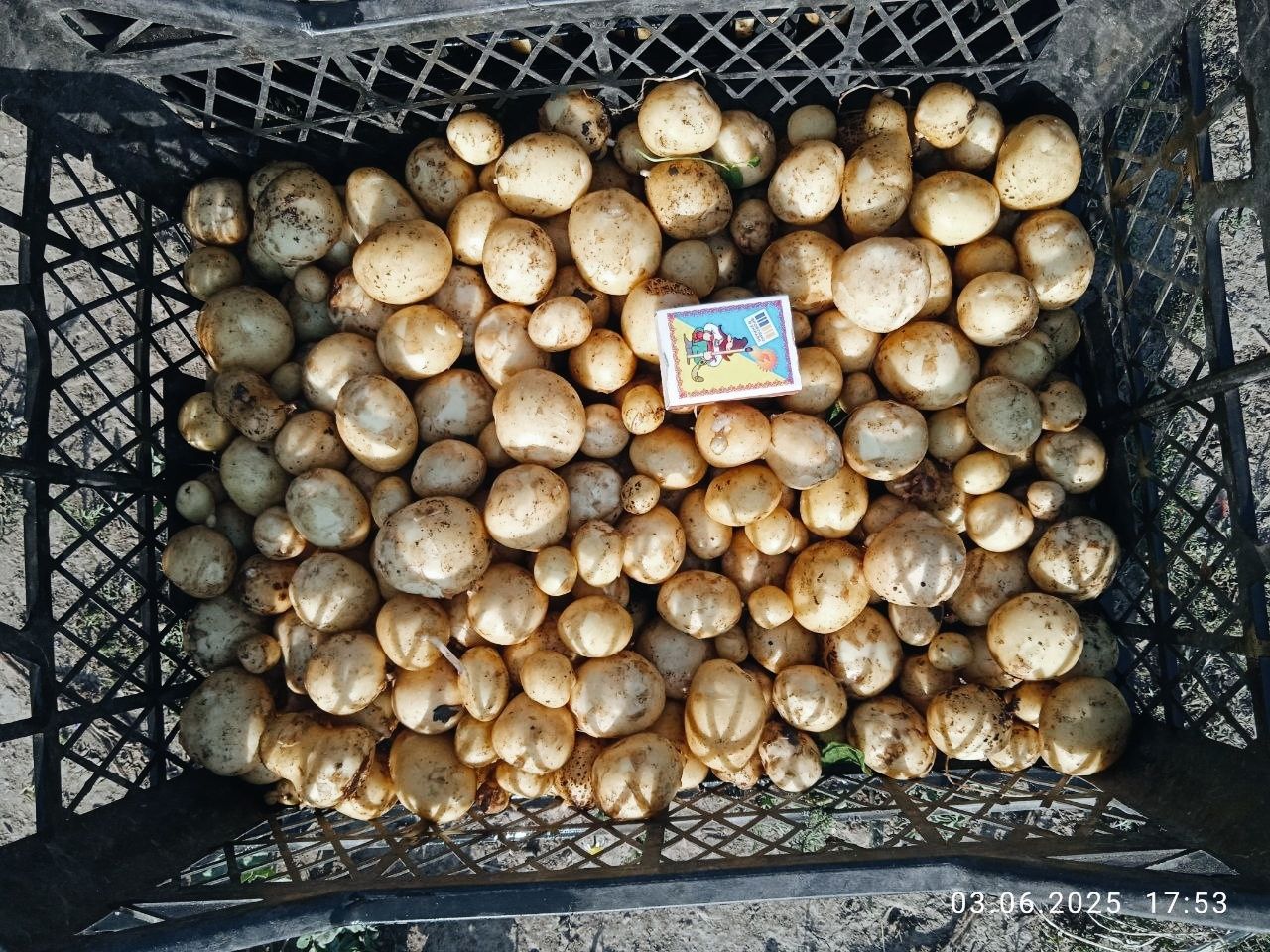 Продам молоду картоплю