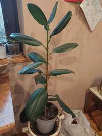 Ficus duży z doniczką