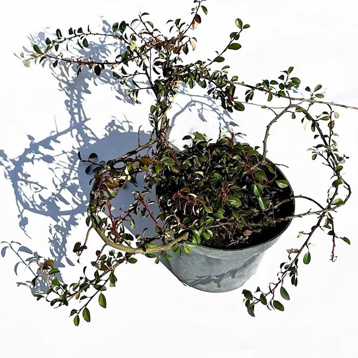 Irga  w doniczce 2 L  60cm , piękna roślina dla Twojego ogrodu!