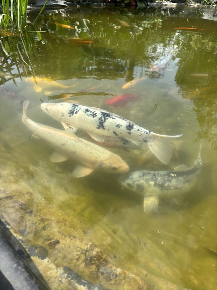 SPRZEDAM karpie Koi, szczegóły prywatnie.