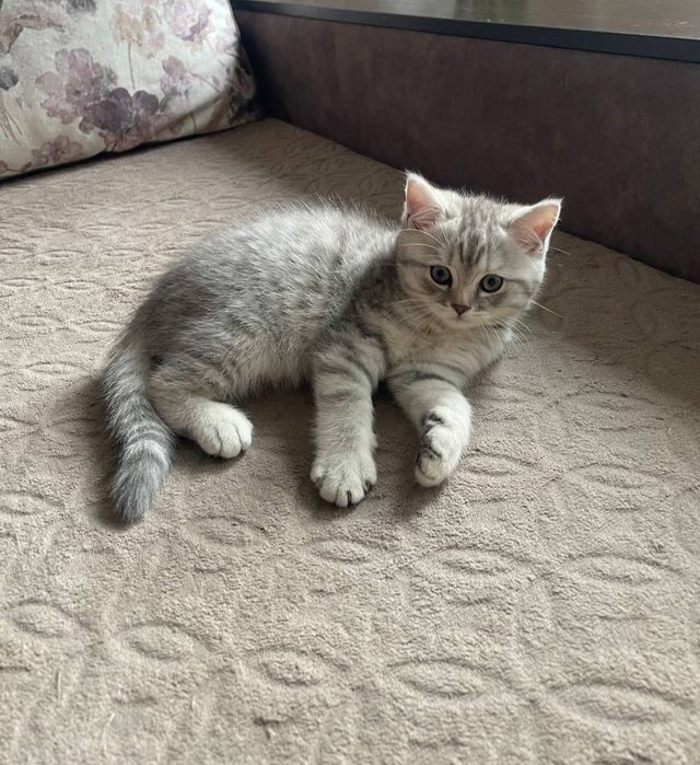 Шотландська дівчинка