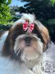 Shih Tzu piękny piesek czerwono bialy