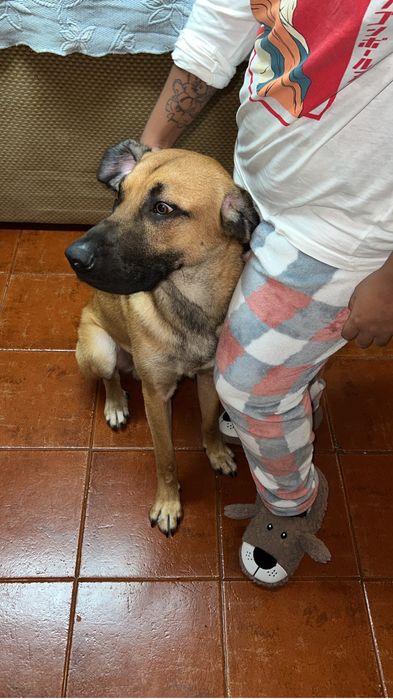 Cão para adoção ( Serra da estrela 1 ano )