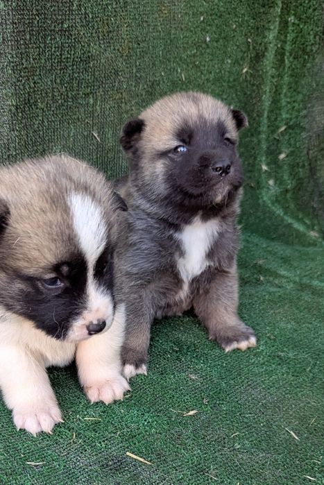 Акітята продам!!