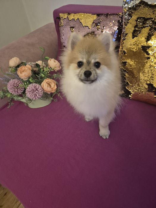 Pomeranian chlopak. Orange sable
