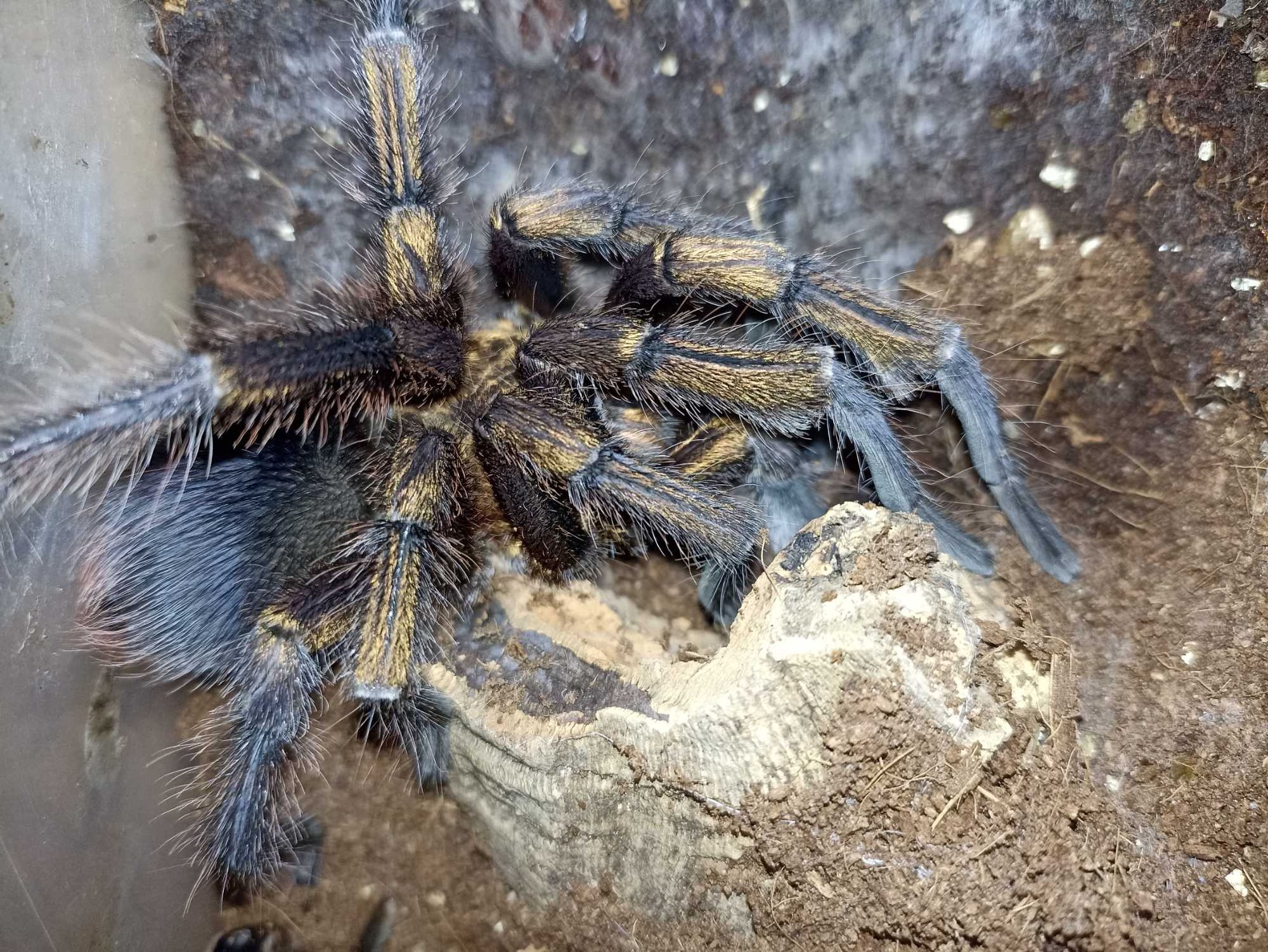 Phormictopus auratus - dorosły samiec
