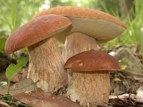 Мицелий Белых грибов (боровиков) - всхожая зерновая грибница
