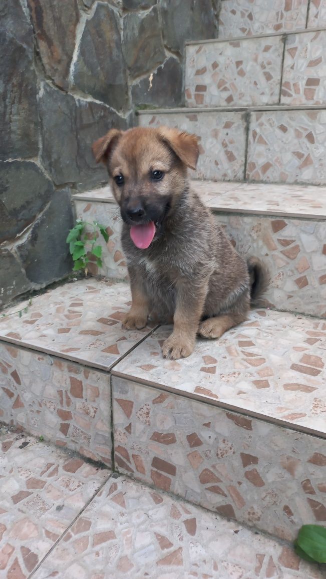 Віддам собачок цуценнят