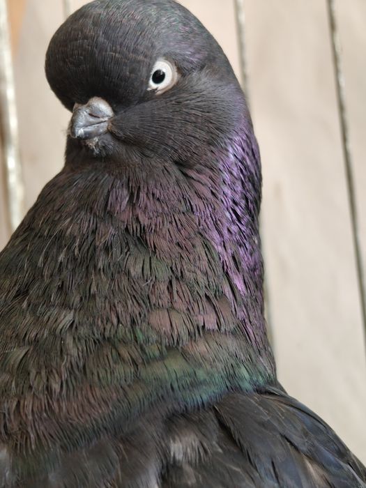 Gołębie sowy. Long face