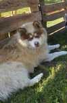 Reproduktor Husky