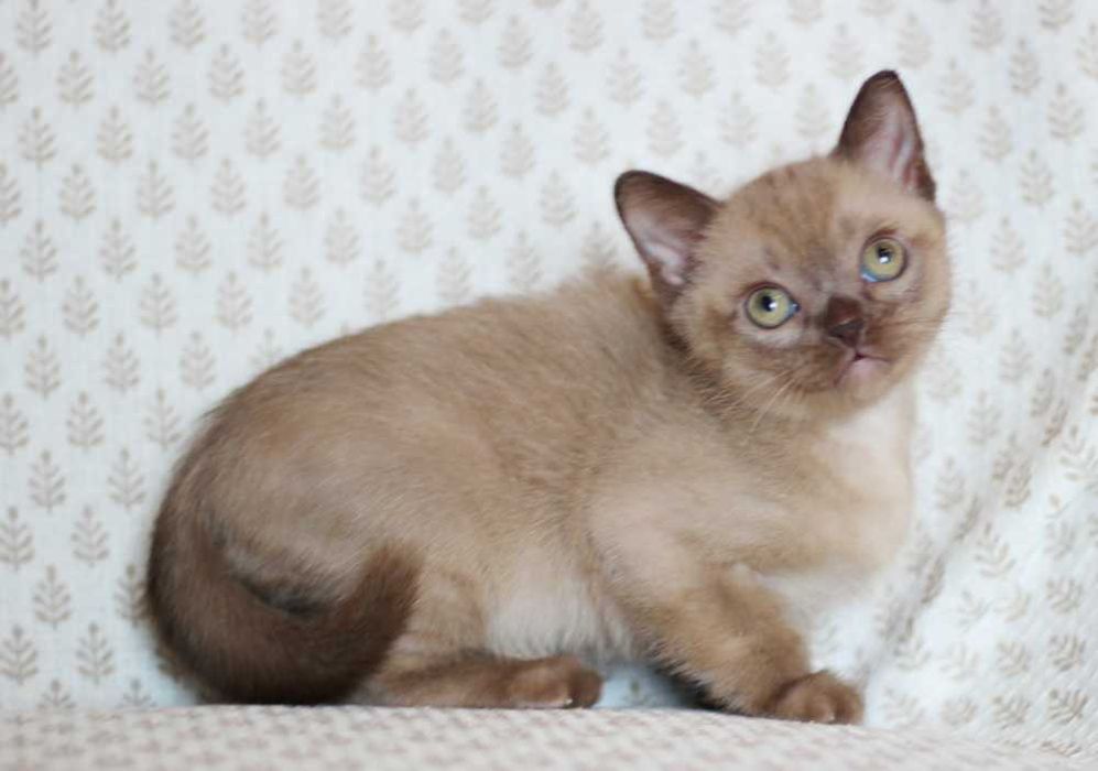 Американська Бурма хлопчик Ролекс