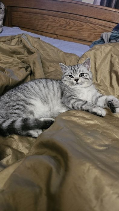 Шотландські кошенята