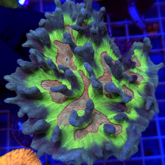 Pectinia Rainbow WYSIWYG #1