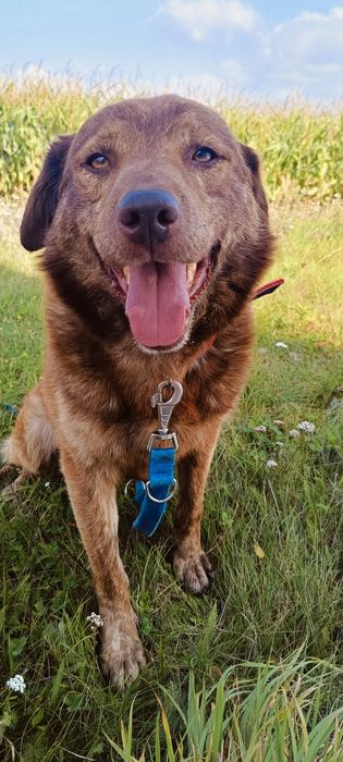 Piękny Dingo szuka domu