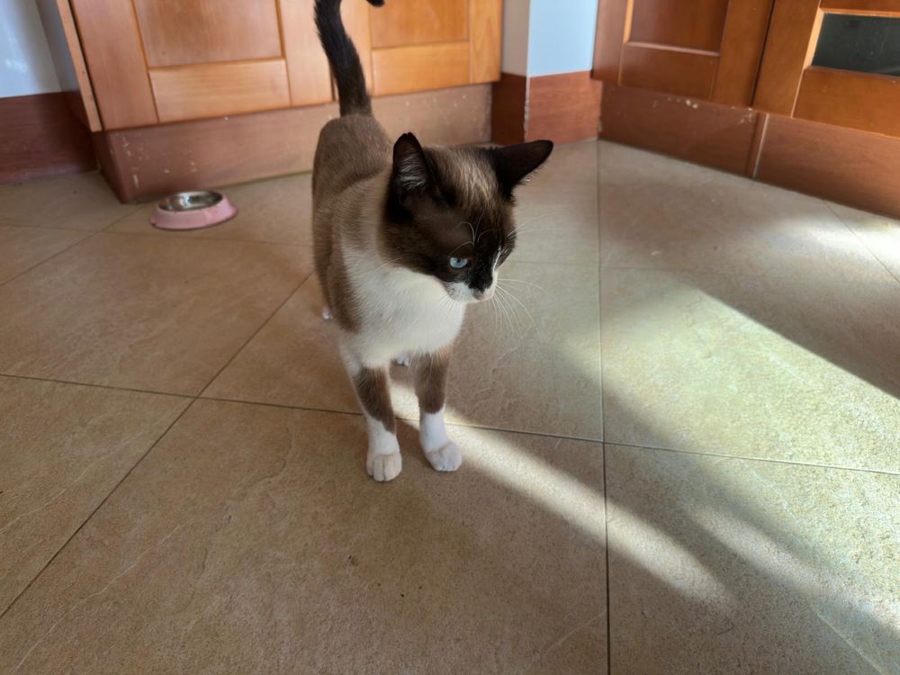 Gato para Adoção Responsável