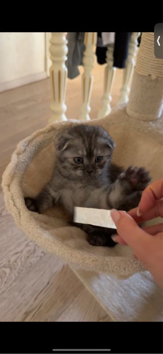 Шотландський Весловухий хлопчик