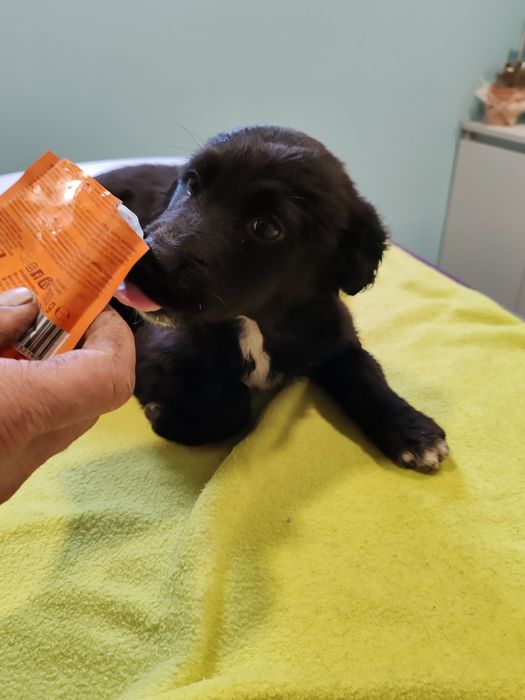 Dou cachorros porte médio