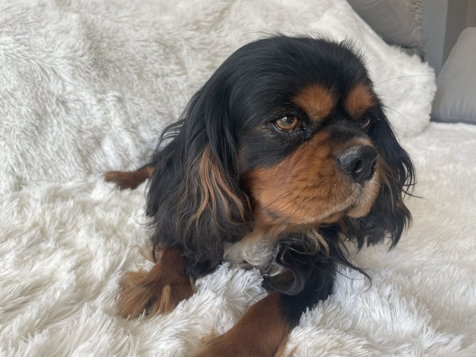 Cavalier King Charles Spaniel pies
