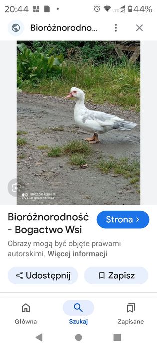 Kaczki żywe na chów