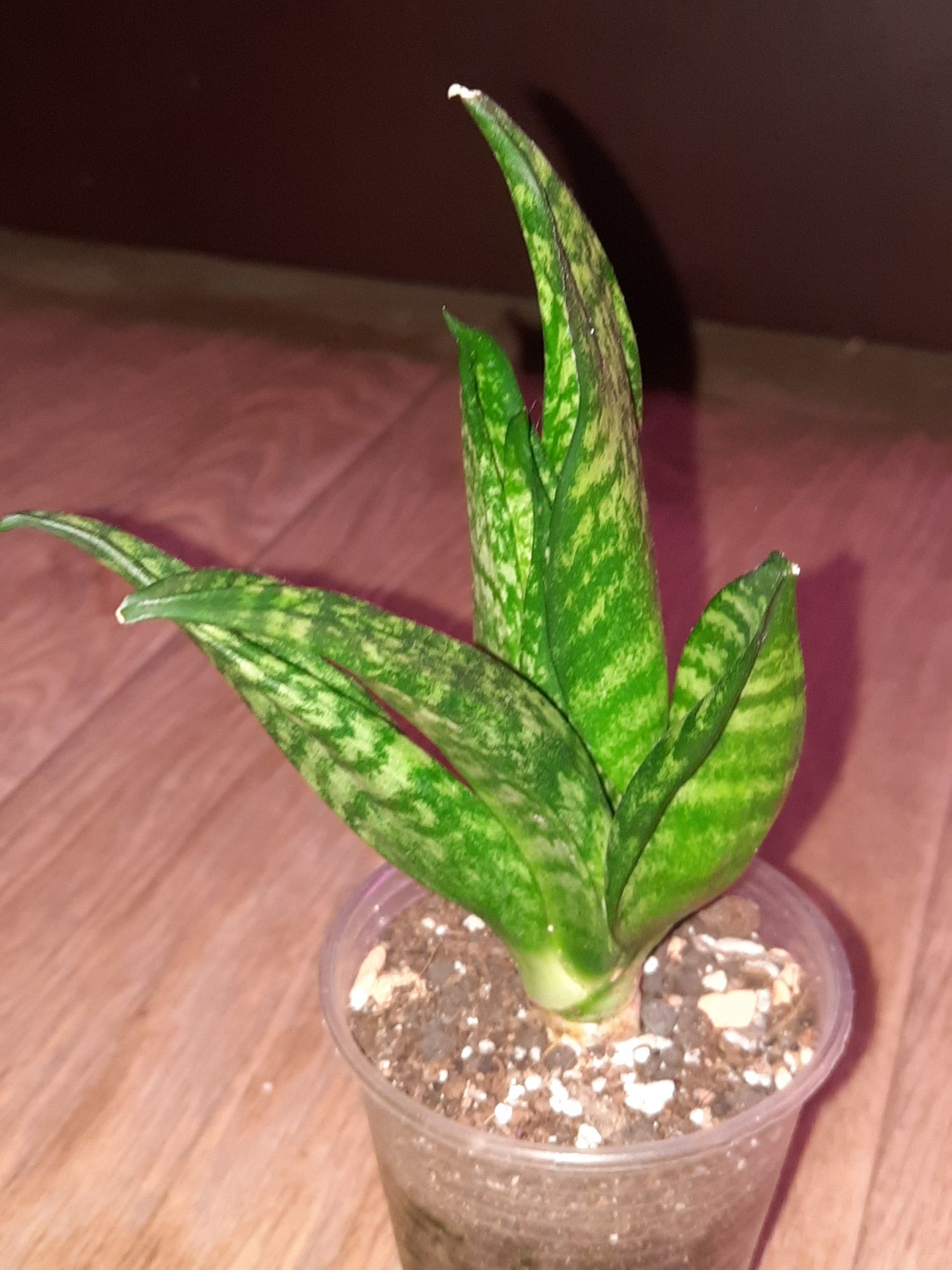 Сансевиерия.Sansevieria