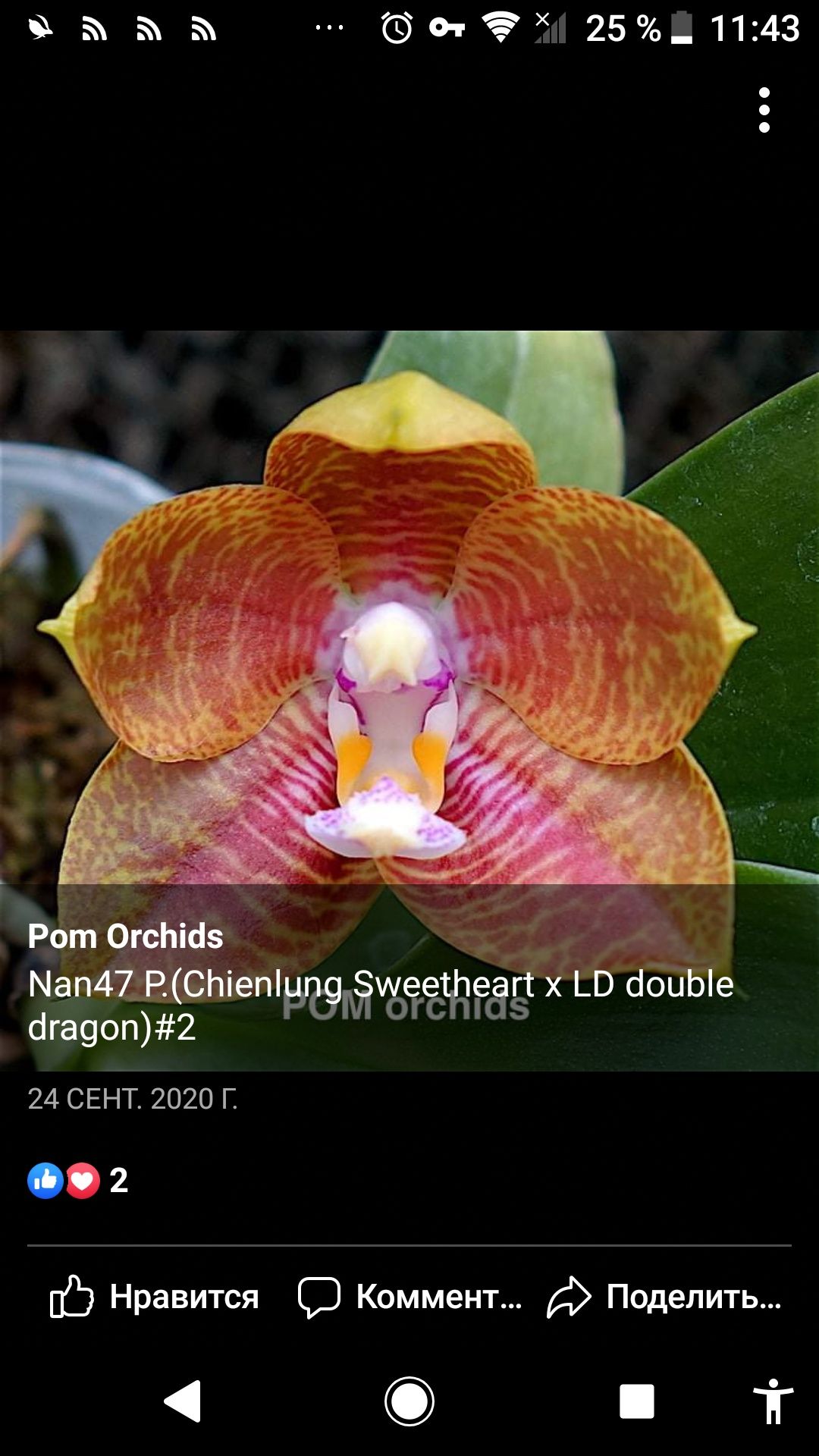 Орхидея фаленопсис Phal. Chienlung Sweetheart x LD Double Dragon..