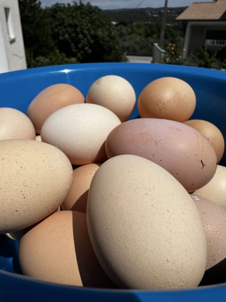 Ovos de galinha caseiros