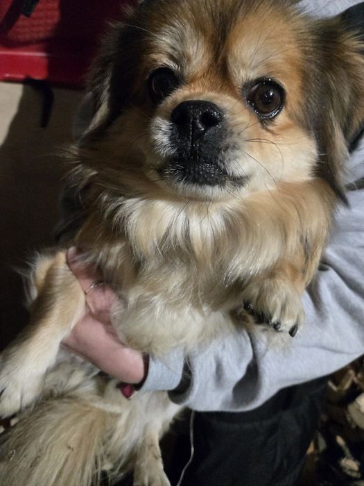 Znaleziono psa w typie pekińczyka