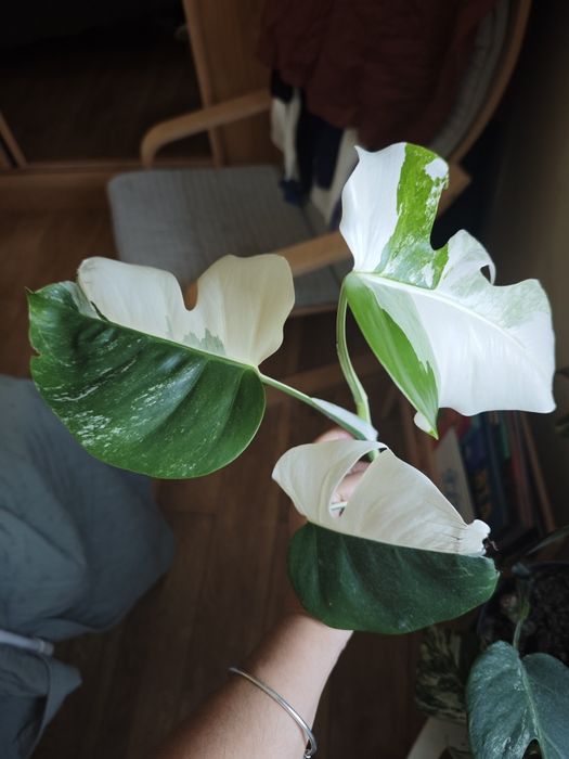 Monstera deliciosa albo / variegata