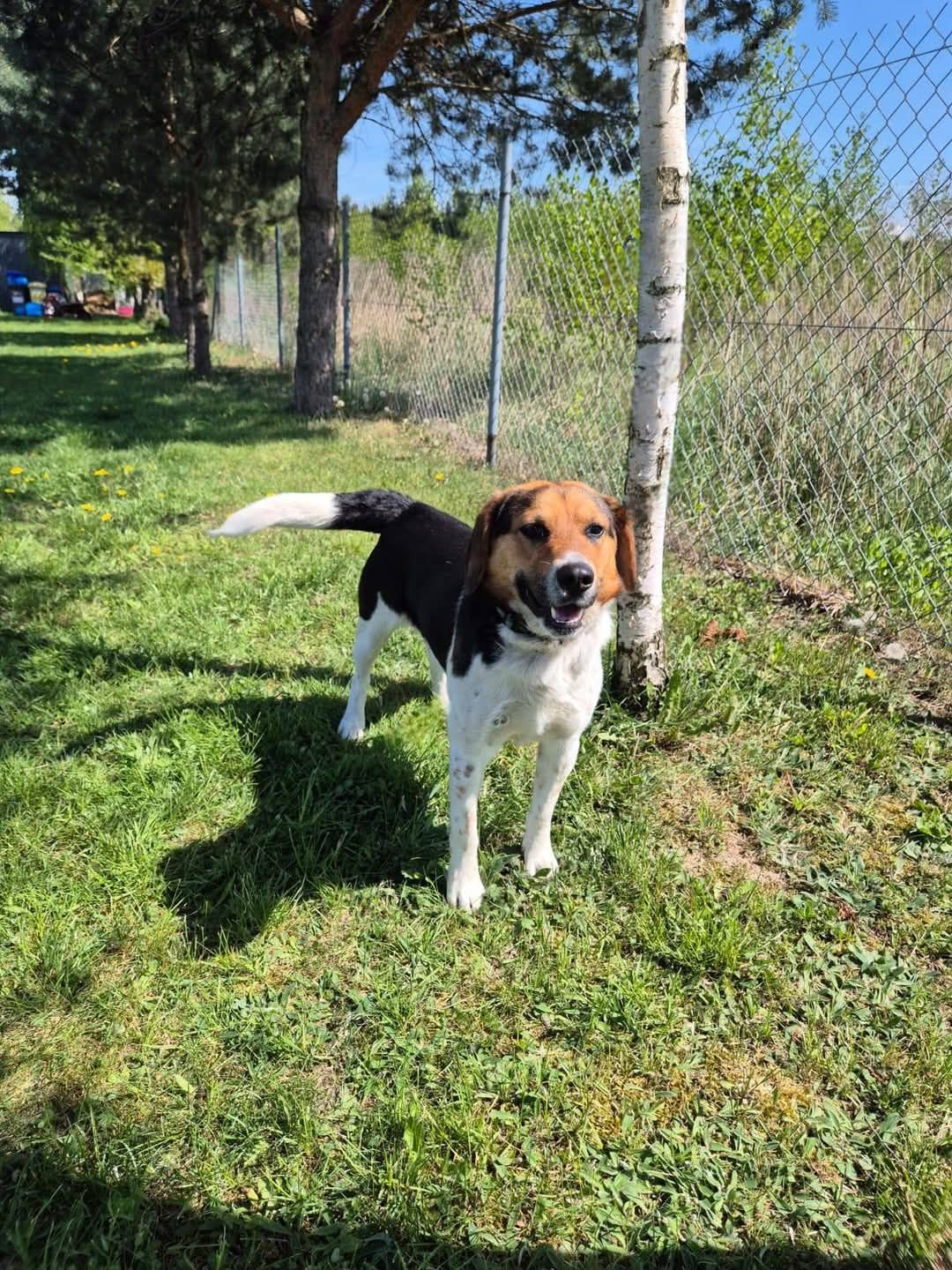 Rico w typie Beagle! Uratuj go przed samotnością dom stały/ tymczas