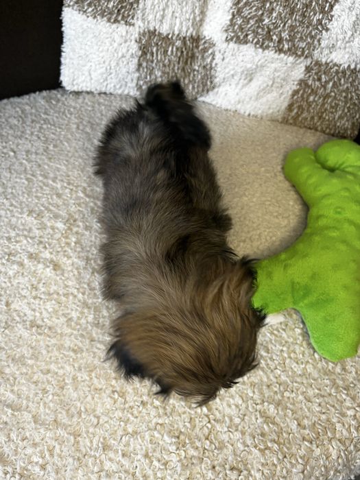 Piękny Piesek Shih Tzu Gotowy Do Odbioru