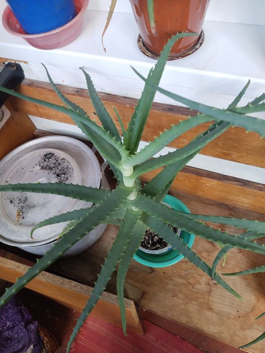 Распродажа  Столетники  и агава