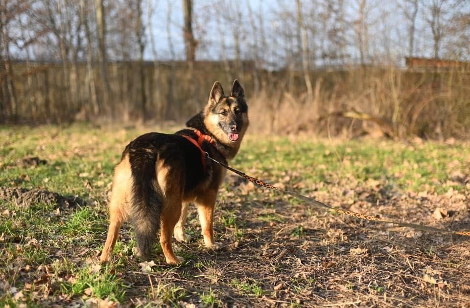 Kloe mądra, oddana indywidualistka