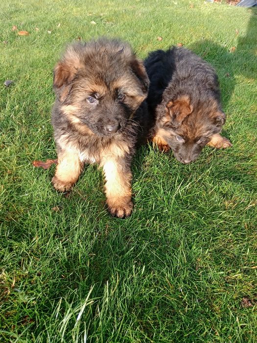 Owczarek niemiecki długowłosy