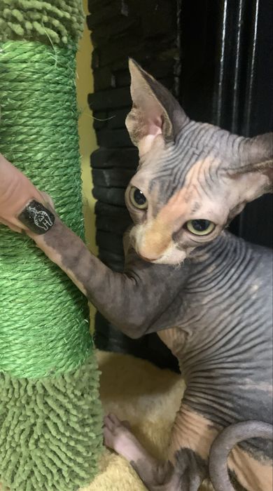 Sfinks Kanadyjski. Koteczka bez sterylizacji. Rodowód