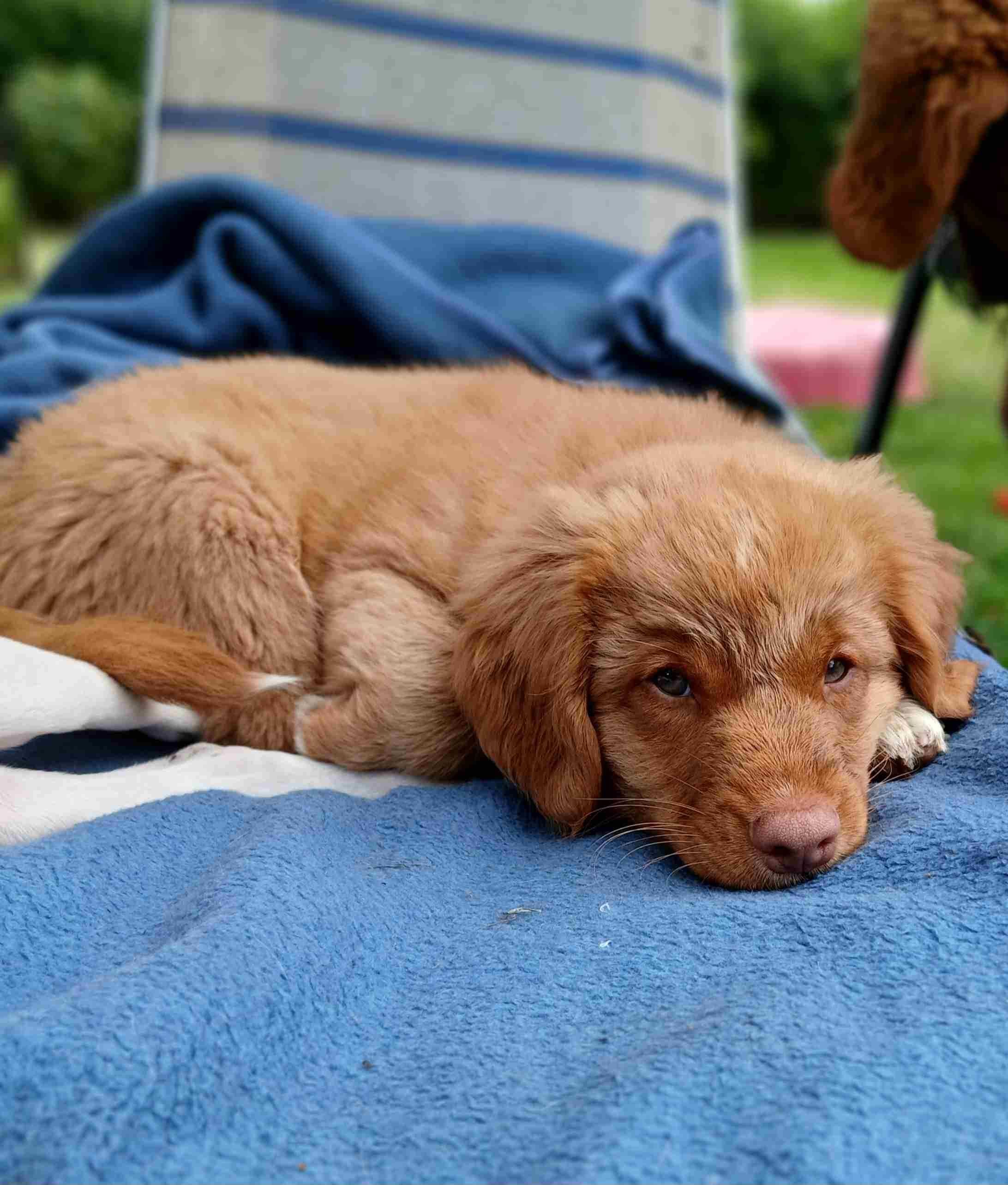 Nova Scotia Duck Tolling Retriever - suczka  ZKwP / FCI
