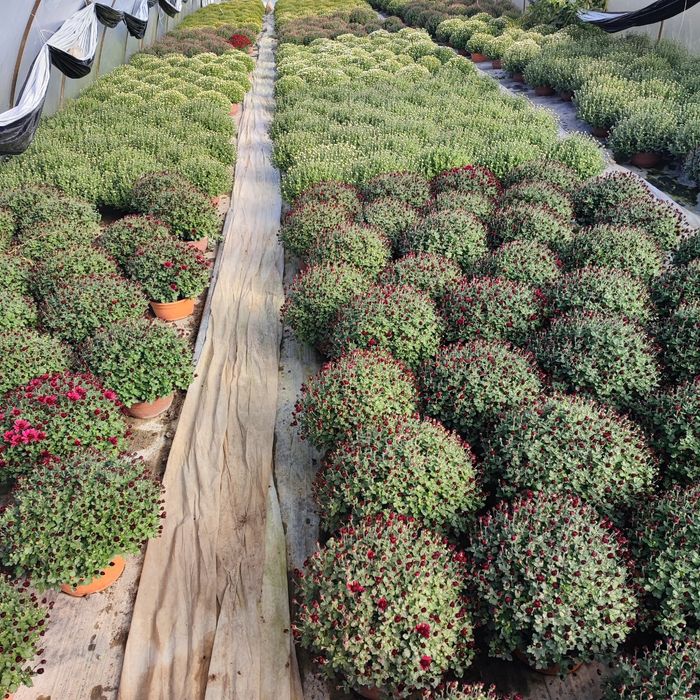 Chryzantemy sprzedam