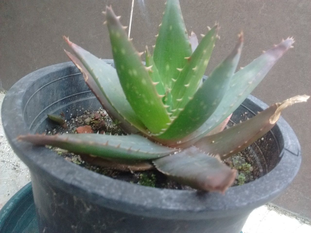 Aloe vera planta biologica