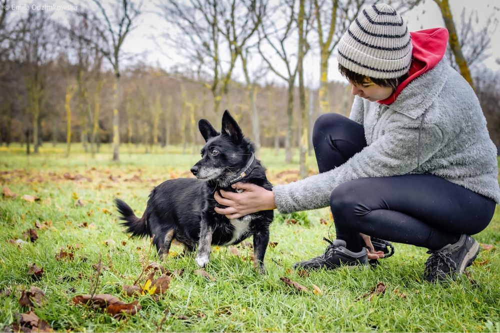 Gustaw-malutki niewidomy piesek prosi o dom-adoptuj