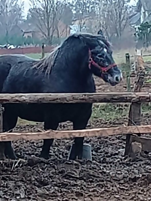 Koń klacz zimnokrwista kara